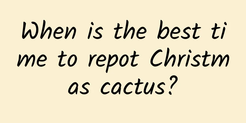 When is the best time to repot Christmas cactus?