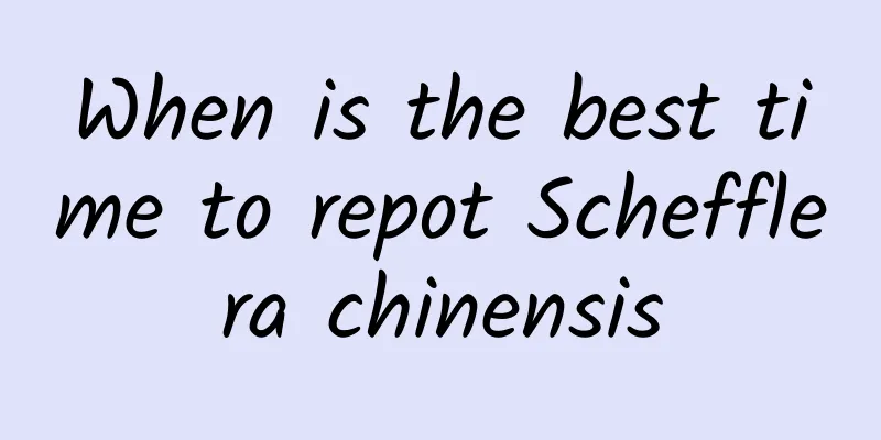 When is the best time to repot Schefflera chinensis