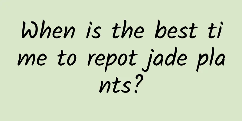 When is the best time to repot jade plants?