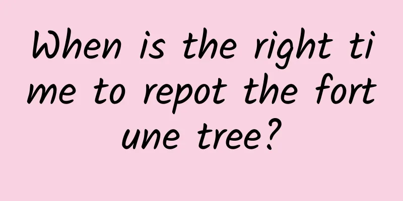 When is the right time to repot the fortune tree?