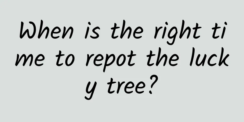 When is the right time to repot the lucky tree?