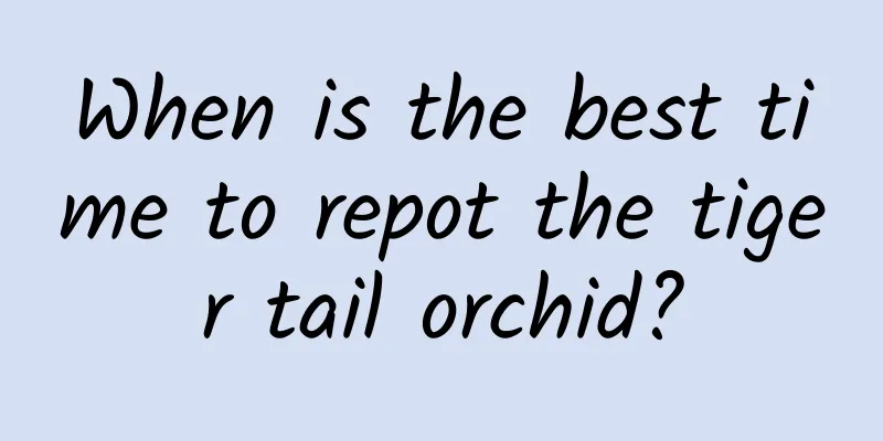 When is the best time to repot the tiger tail orchid?