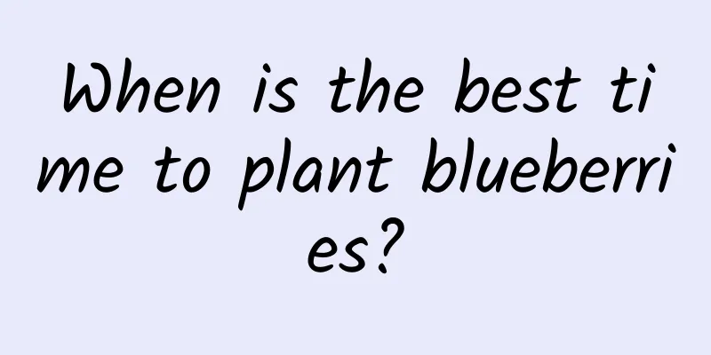 When is the best time to plant blueberries?