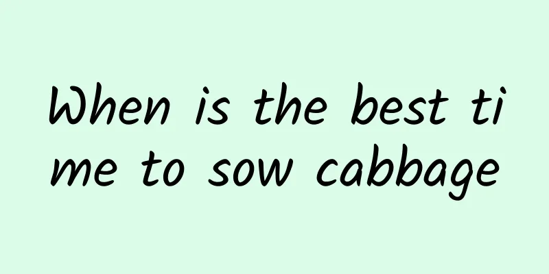 When is the best time to sow cabbage
