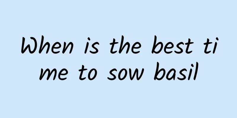 When is the best time to sow basil