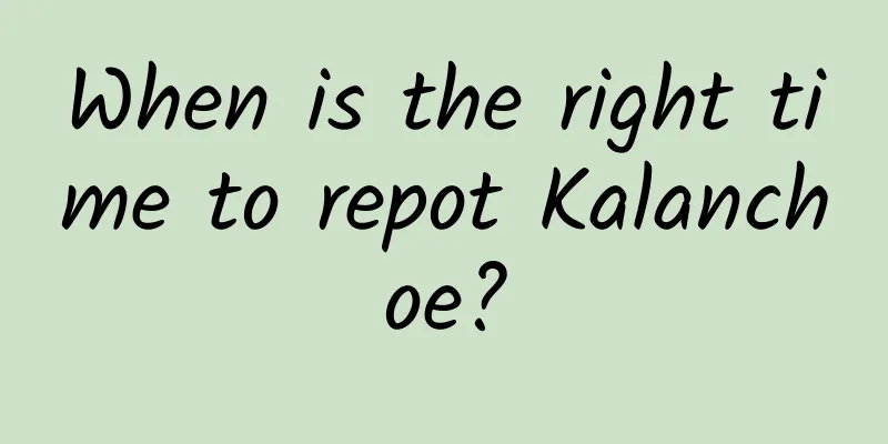 When is the right time to repot Kalanchoe?