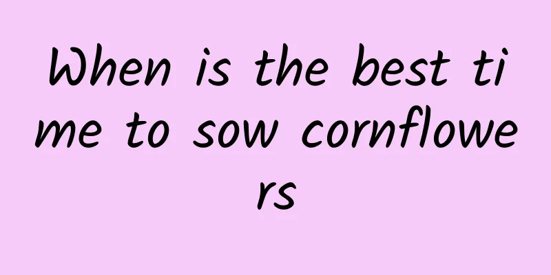 When is the best time to sow cornflowers