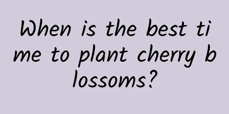 When is the best time to plant cherry blossoms?