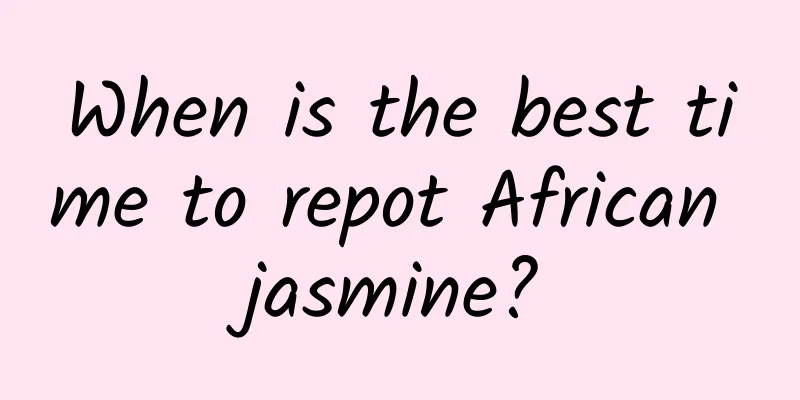 When is the best time to repot African jasmine?