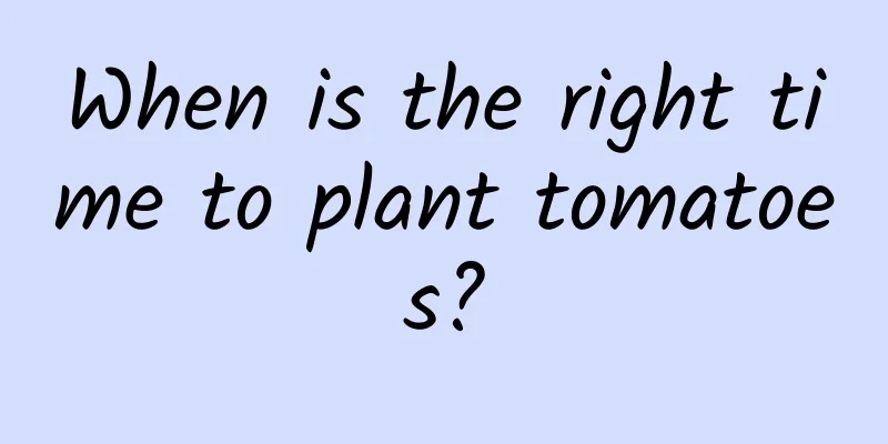 When is the right time to plant tomatoes?
