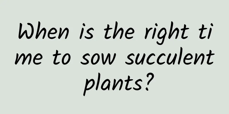 When is the right time to sow succulent plants?