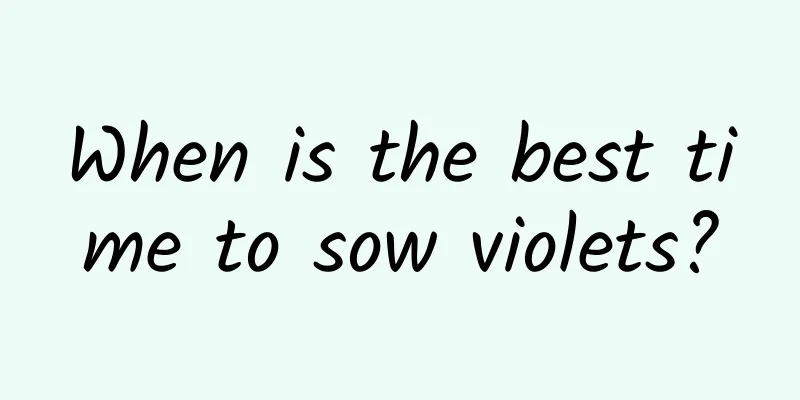 When is the best time to sow violets?