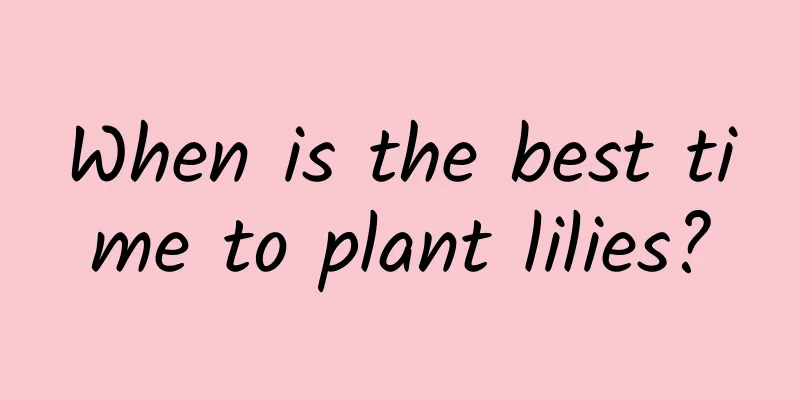 When is the best time to plant lilies?