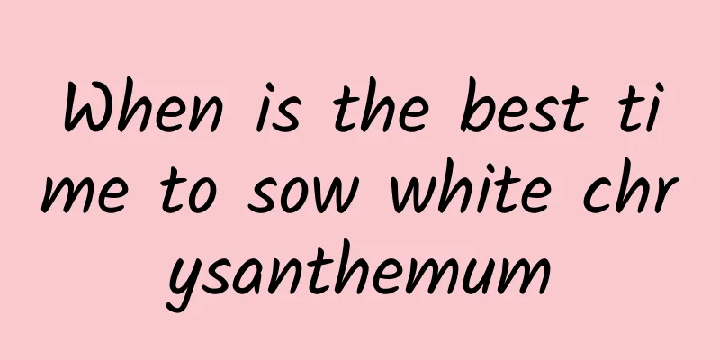 When is the best time to sow white chrysanthemum