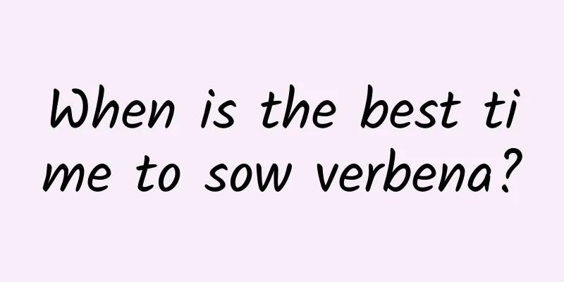 When is the best time to sow verbena?