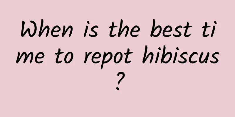 When is the best time to repot hibiscus?