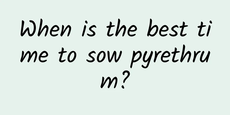 When is the best time to sow pyrethrum?