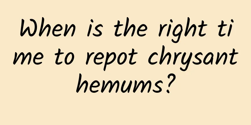 When is the right time to repot chrysanthemums?