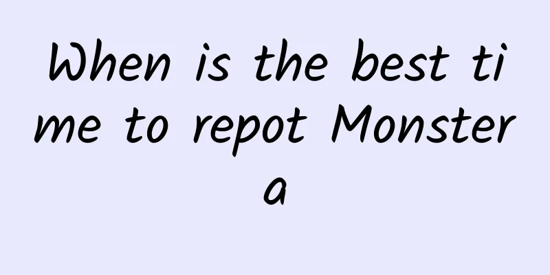 When is the best time to repot Monstera