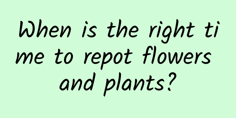 When is the right time to repot flowers and plants?