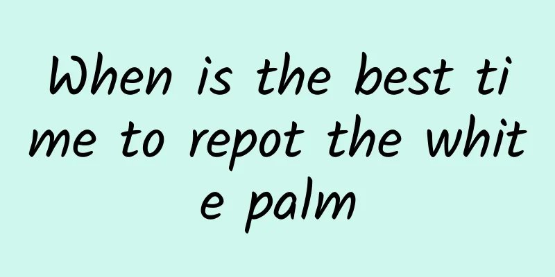 When is the best time to repot the white palm