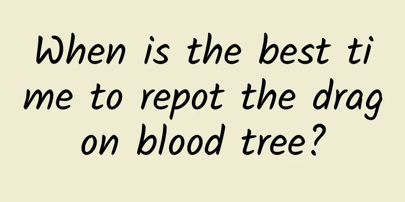 When is the best time to repot the dragon blood tree?