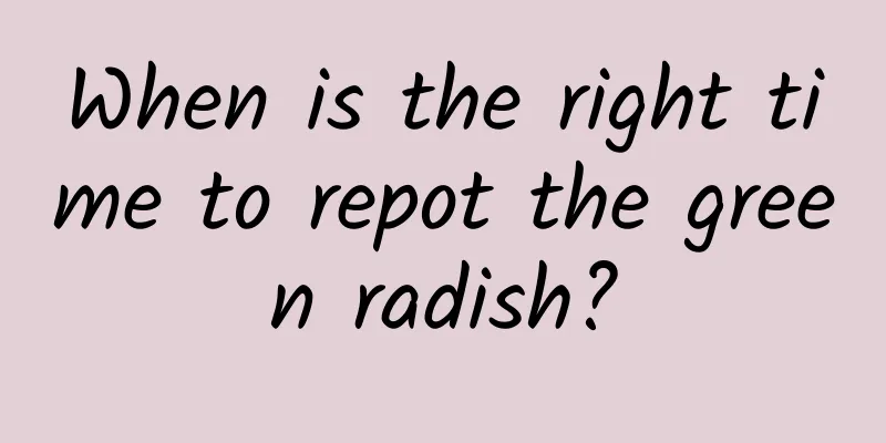 When is the right time to repot the green radish?