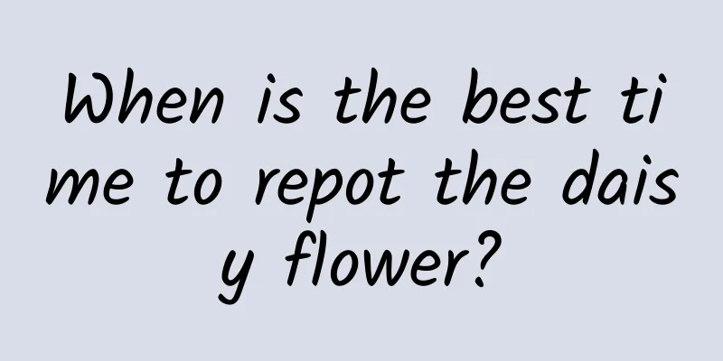 When is the best time to repot the daisy flower?
