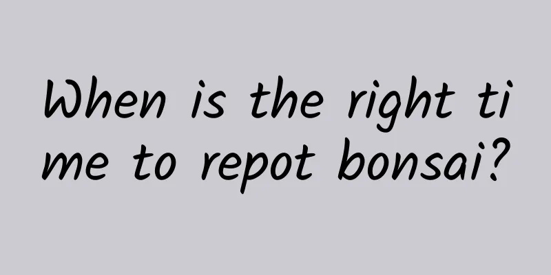 When is the right time to repot bonsai?
