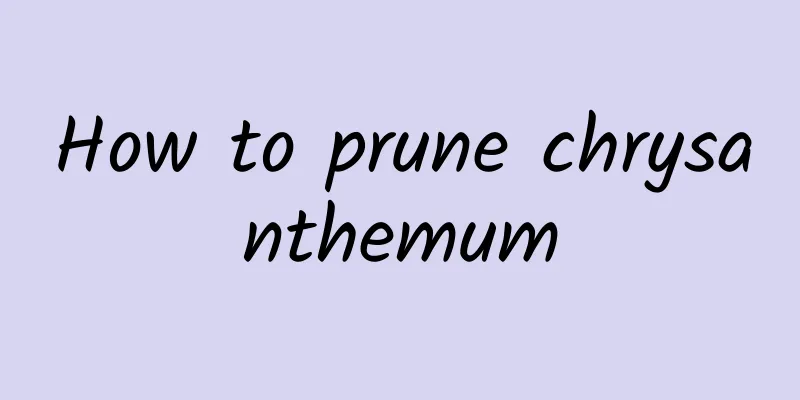 How to prune chrysanthemum