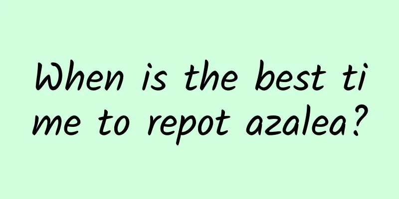 When is the best time to repot azalea?
