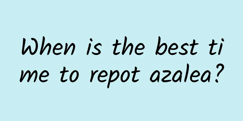 When is the best time to repot azalea?
