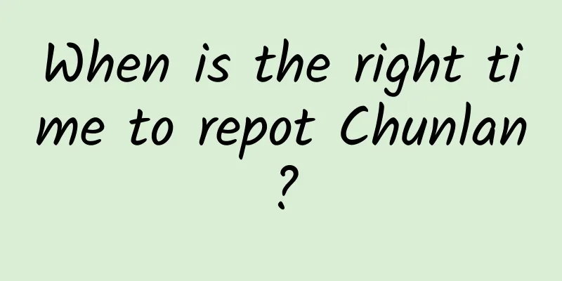 When is the right time to repot Chunlan?