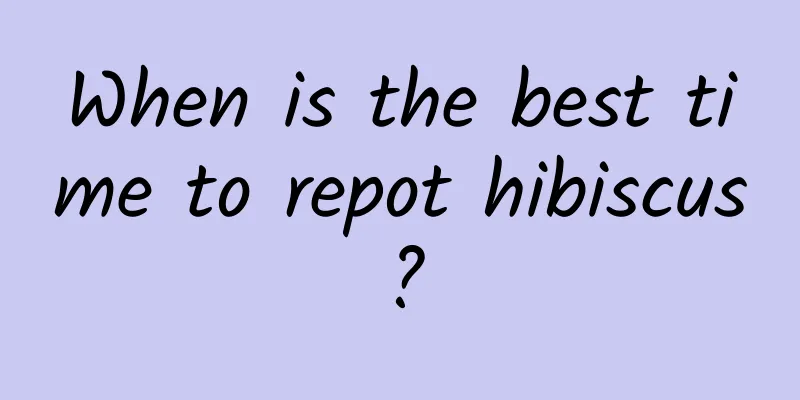 When is the best time to repot hibiscus?