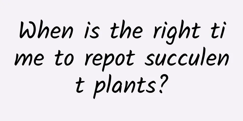 When is the right time to repot succulent plants?