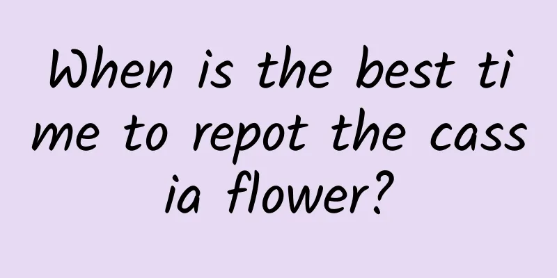 When is the best time to repot the cassia flower?