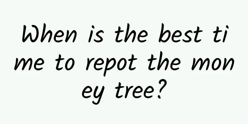 When is the best time to repot the money tree?
