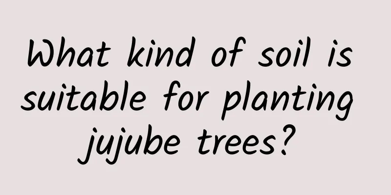 What kind of soil is suitable for planting jujube trees?