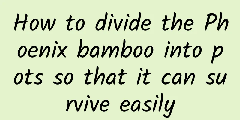 How to divide the Phoenix bamboo into pots so that it can survive easily
