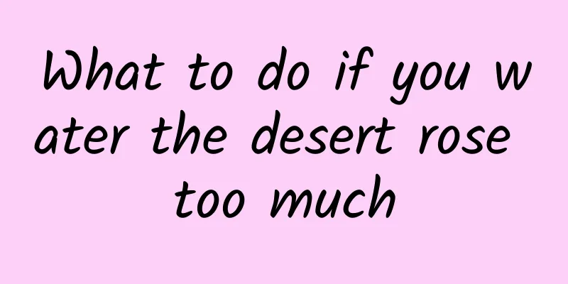 What to do if you water the desert rose too much