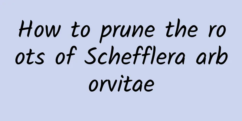 How to prune the roots of Schefflera arborvitae