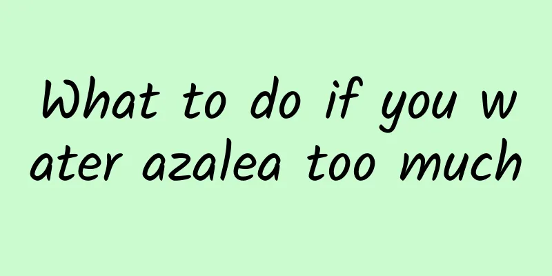 What to do if you water azalea too much