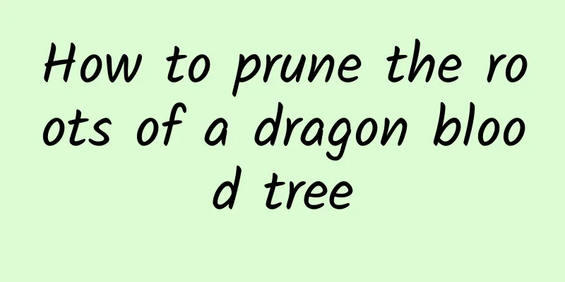 How to prune the roots of a dragon blood tree