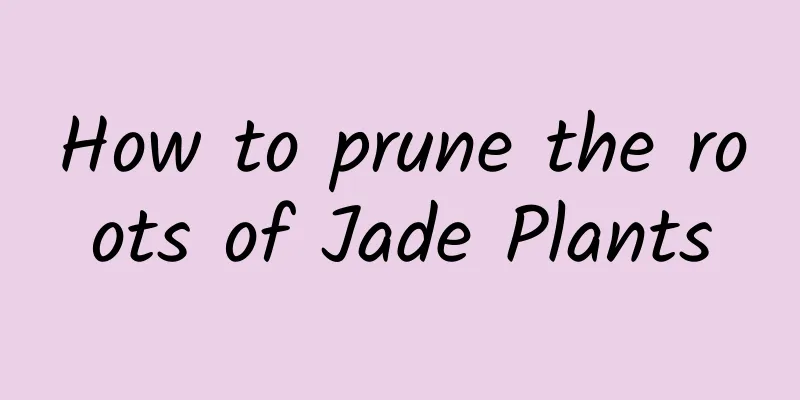 How to prune the roots of Jade Plants