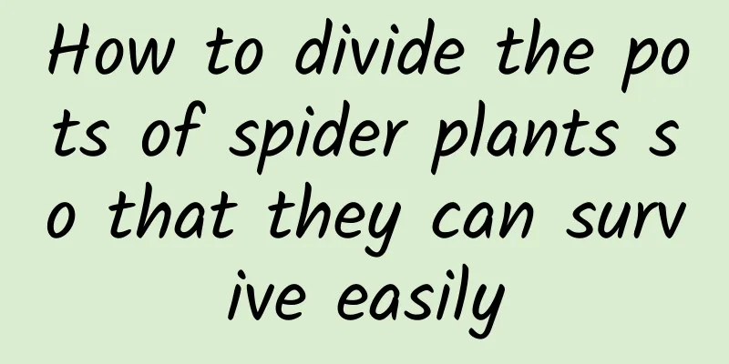 How to divide the pots of spider plants so that they can survive easily