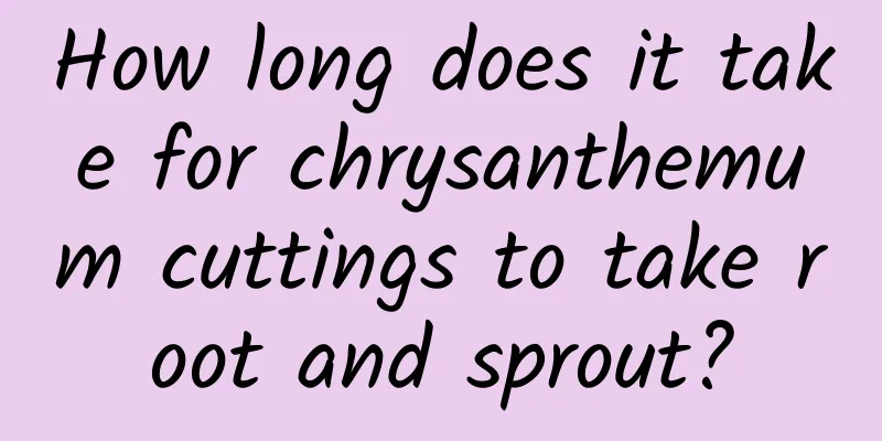 How long does it take for chrysanthemum cuttings to take root and sprout?