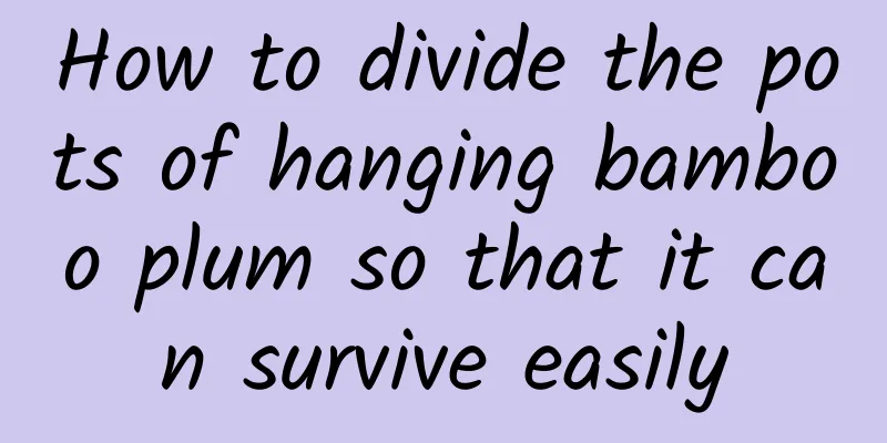 How to divide the pots of hanging bamboo plum so that it can survive easily