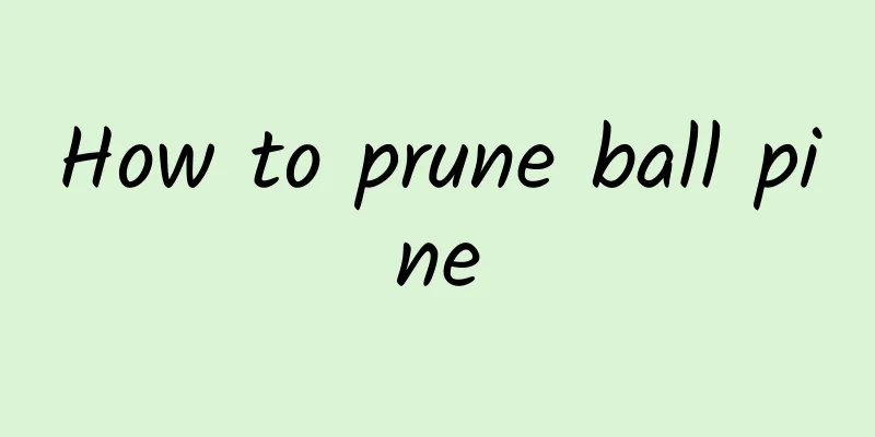How to prune ball pine
