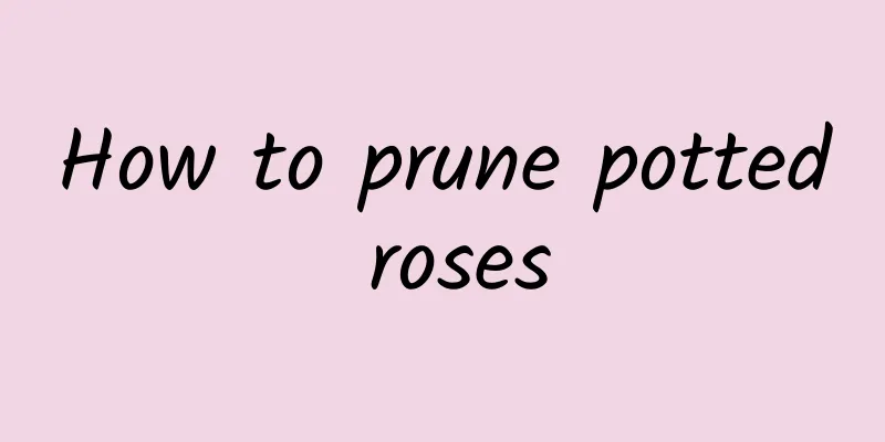 How to prune potted roses