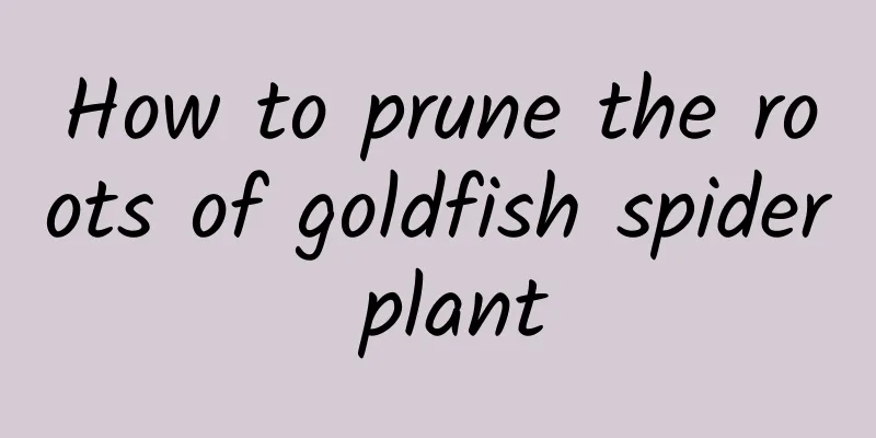 How to prune the roots of goldfish spider plant